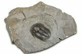 Inflated Proetid Trilobite - Jorf, Morocco #362852-3